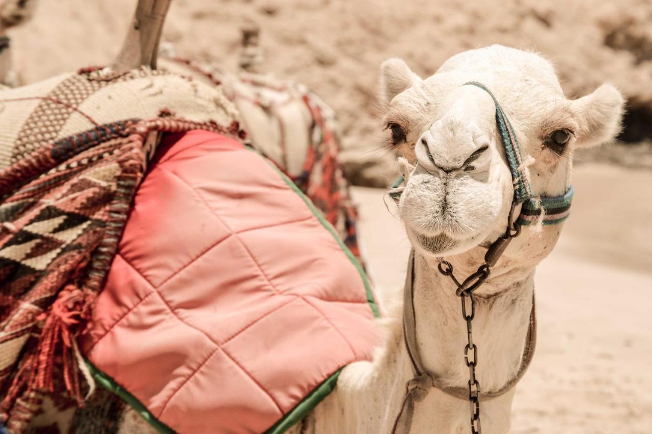 Marsa Shagra Village Abu Dabab Eksteriør billede