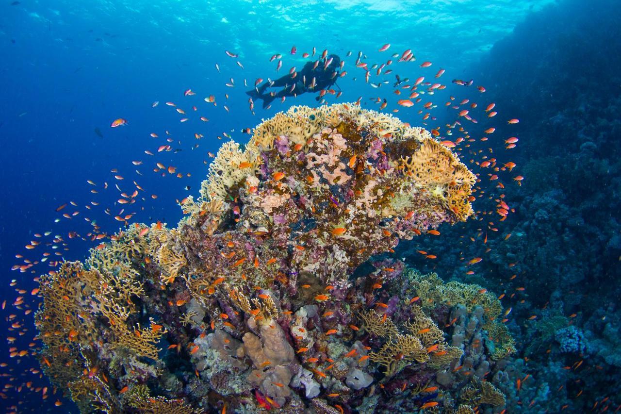 Marsa Shagra Village Abu Dabab Eksteriør billede